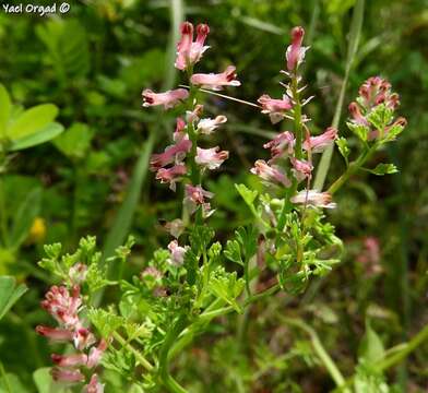 Image of Fumitory