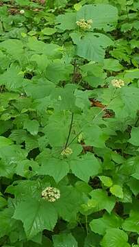 Imagem de Viburnum acerifolium L.