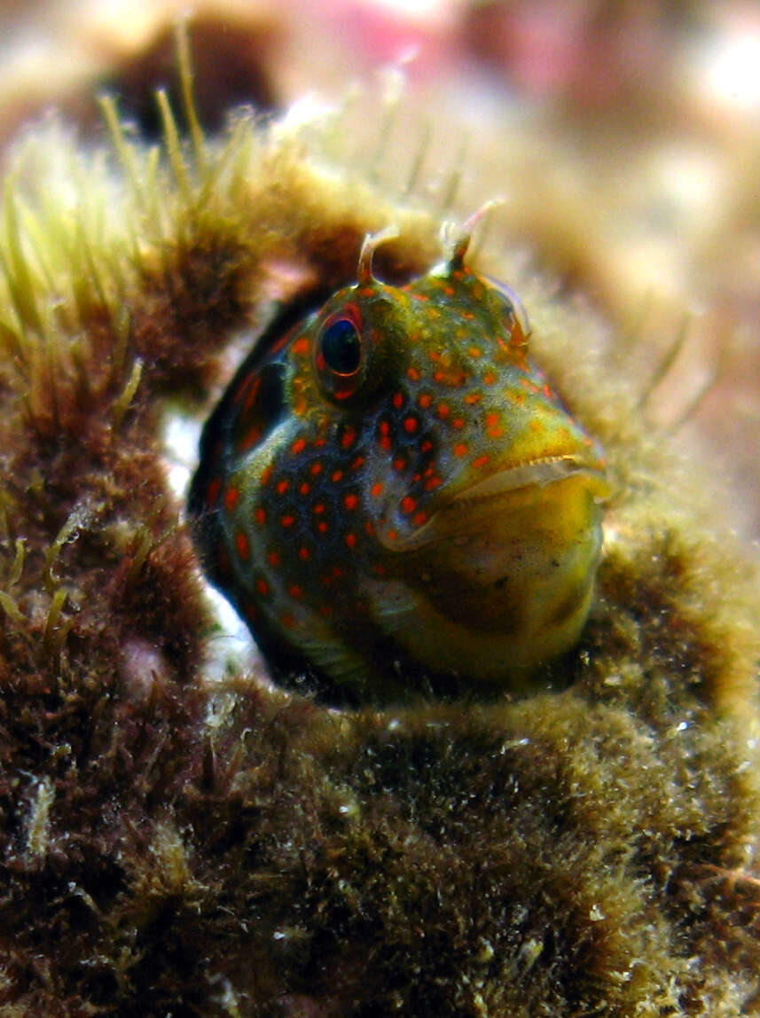 Image of Tessellated Blenny