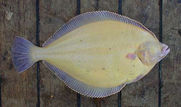 Image of Alaska plaice