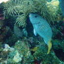 Image of Yellowtail parrotfish