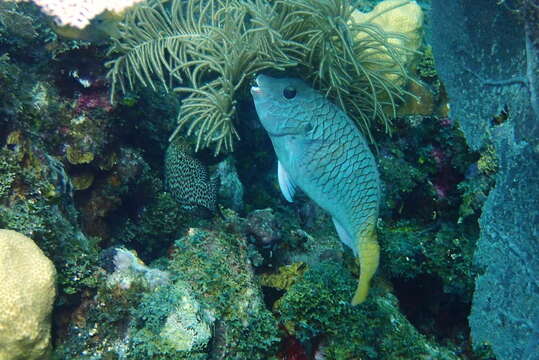 Image of Yellowtail parrotfish