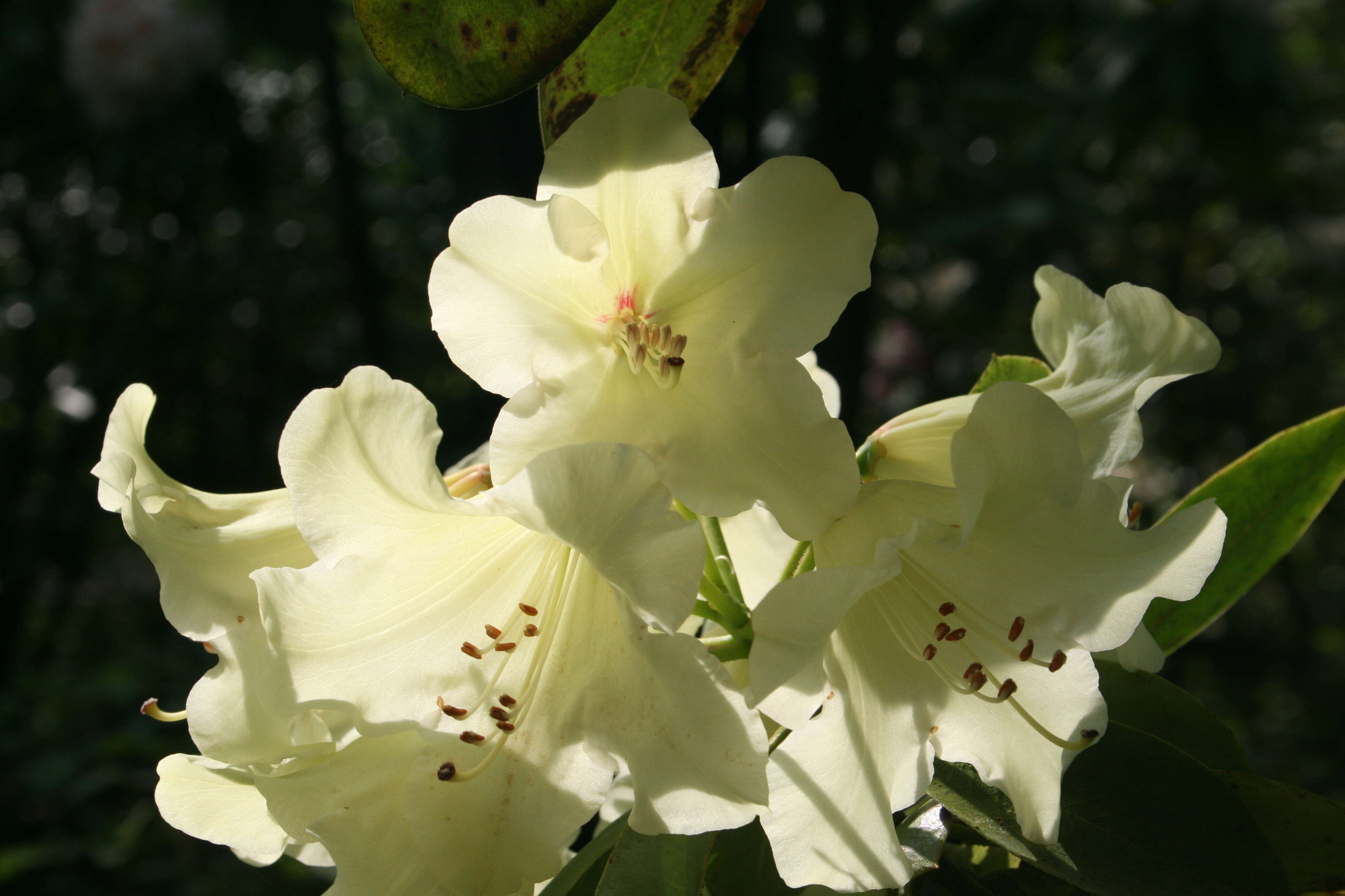 صورة Rhododendron wardii W. W. Sm.