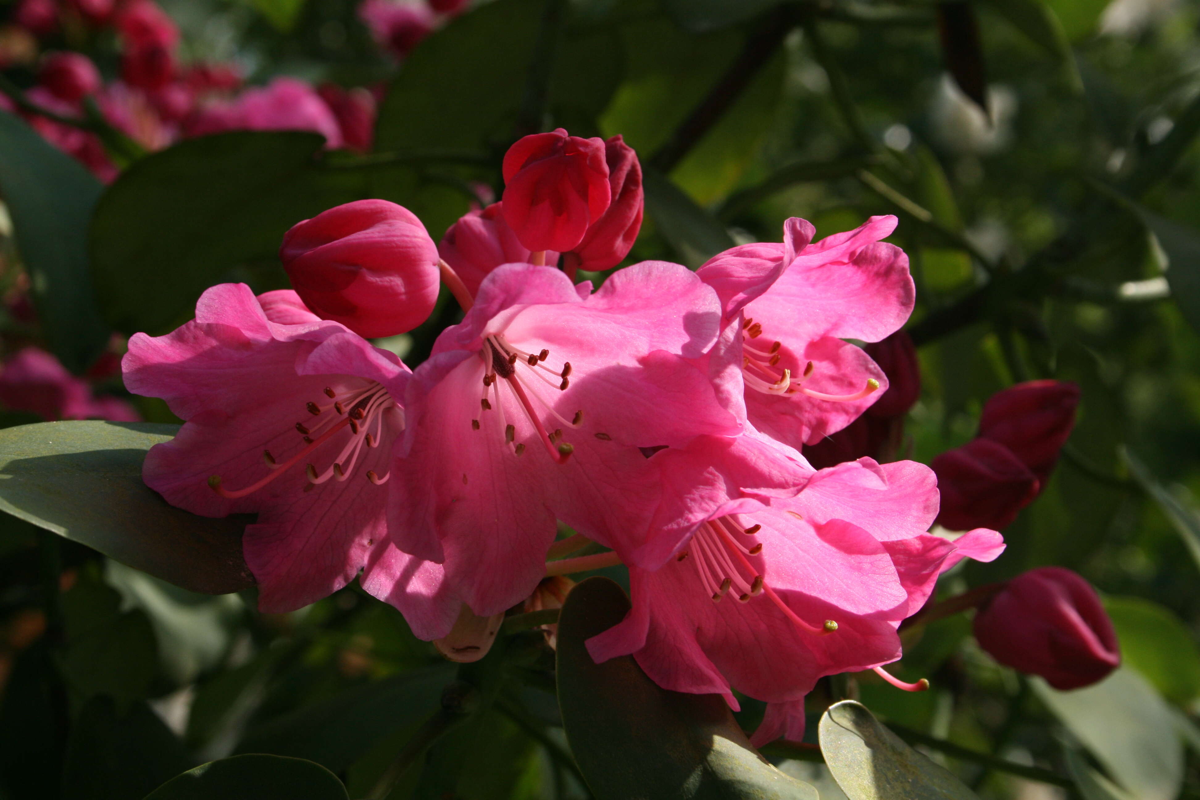 Image of Rhododendron orbiculare Decne.