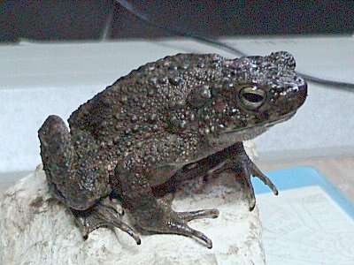 Image of Giant Asian Toad