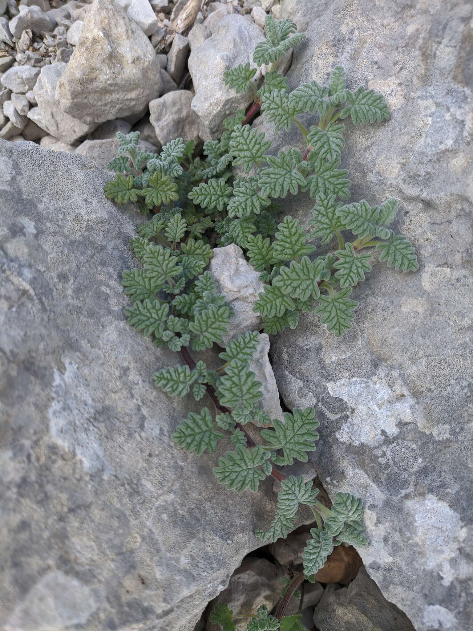 Image of Scutellaria orientalis subsp. orientalis