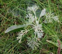 Sivun Artemisia maritima kuva