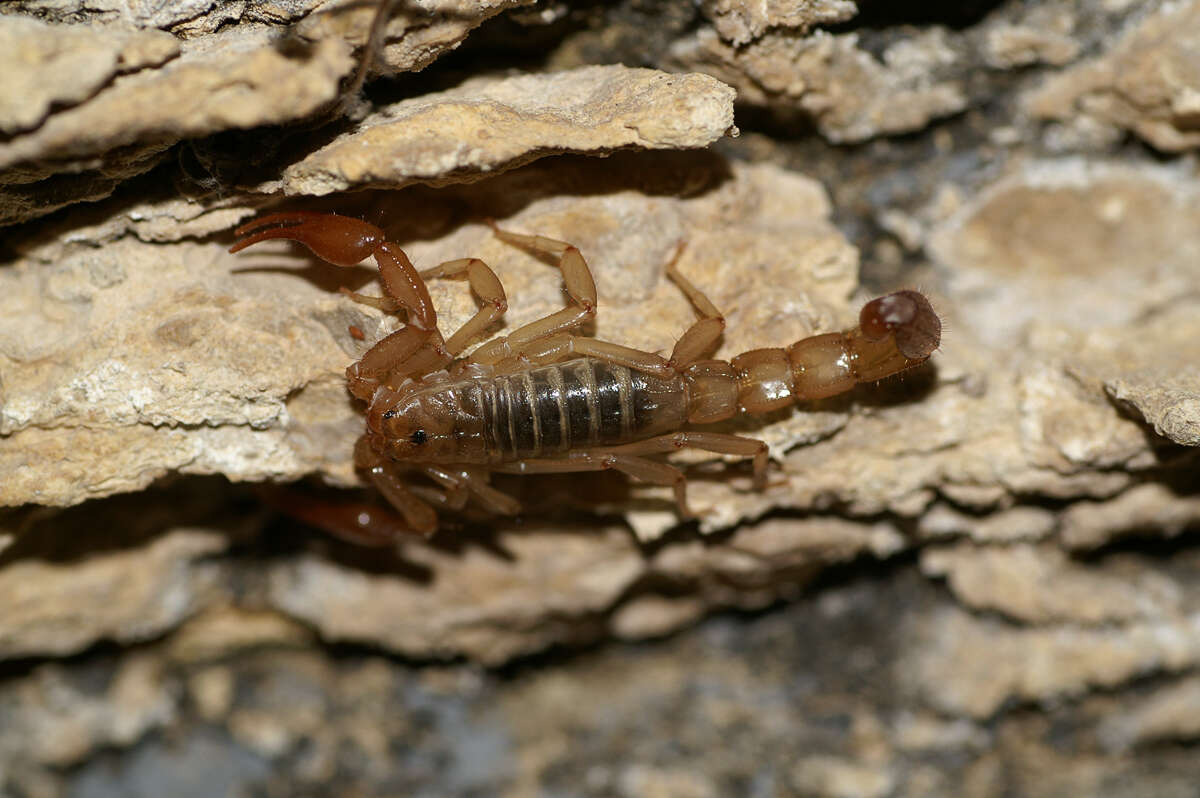 Image of Vaejovis intermedius Borelli 1915