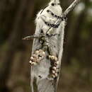 Image of Pinara cana Walker 1855