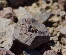 Image of Habronattus amicus (Peckham & Peckham 1909)