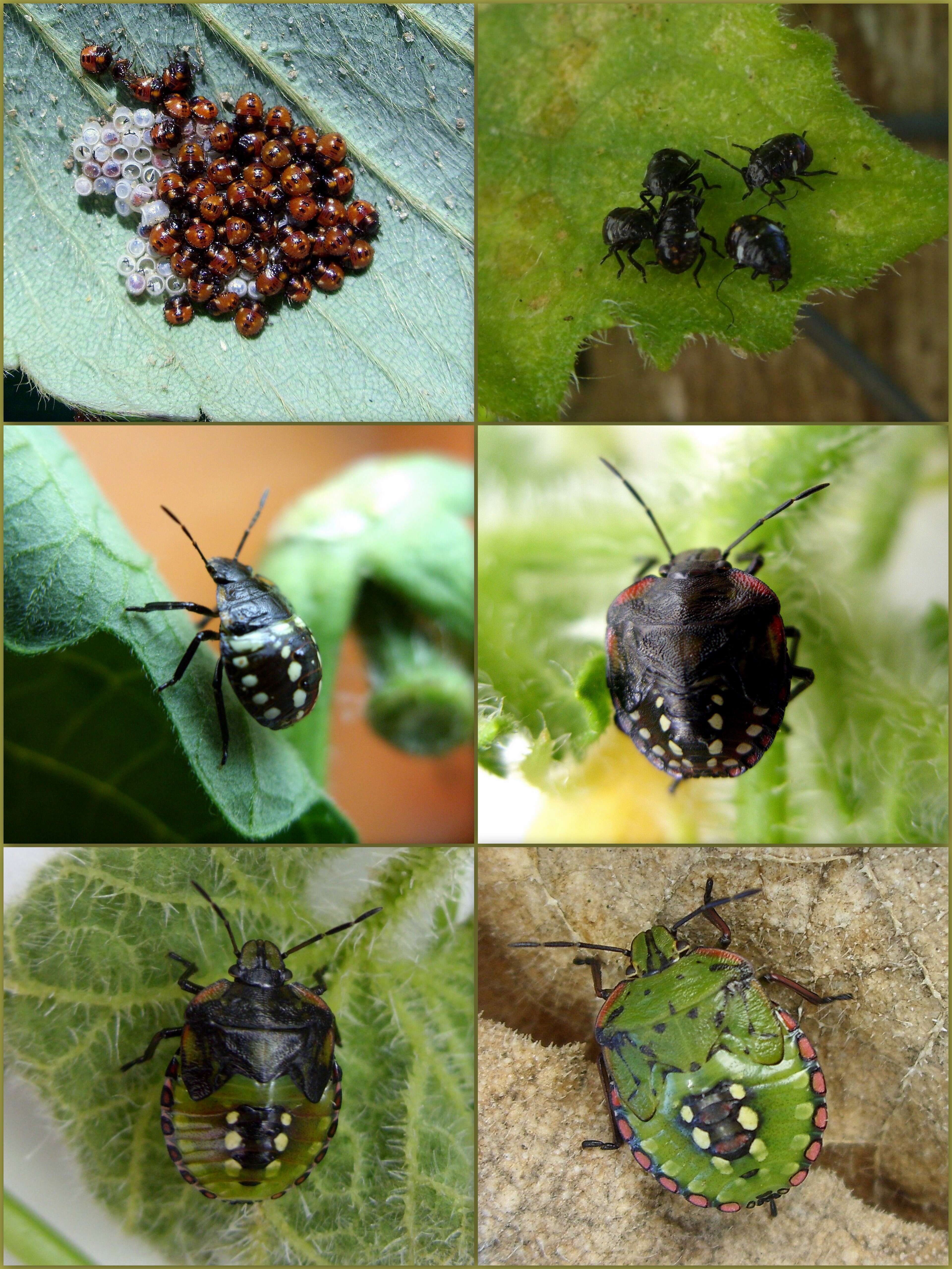 Image of Southern green stink bug