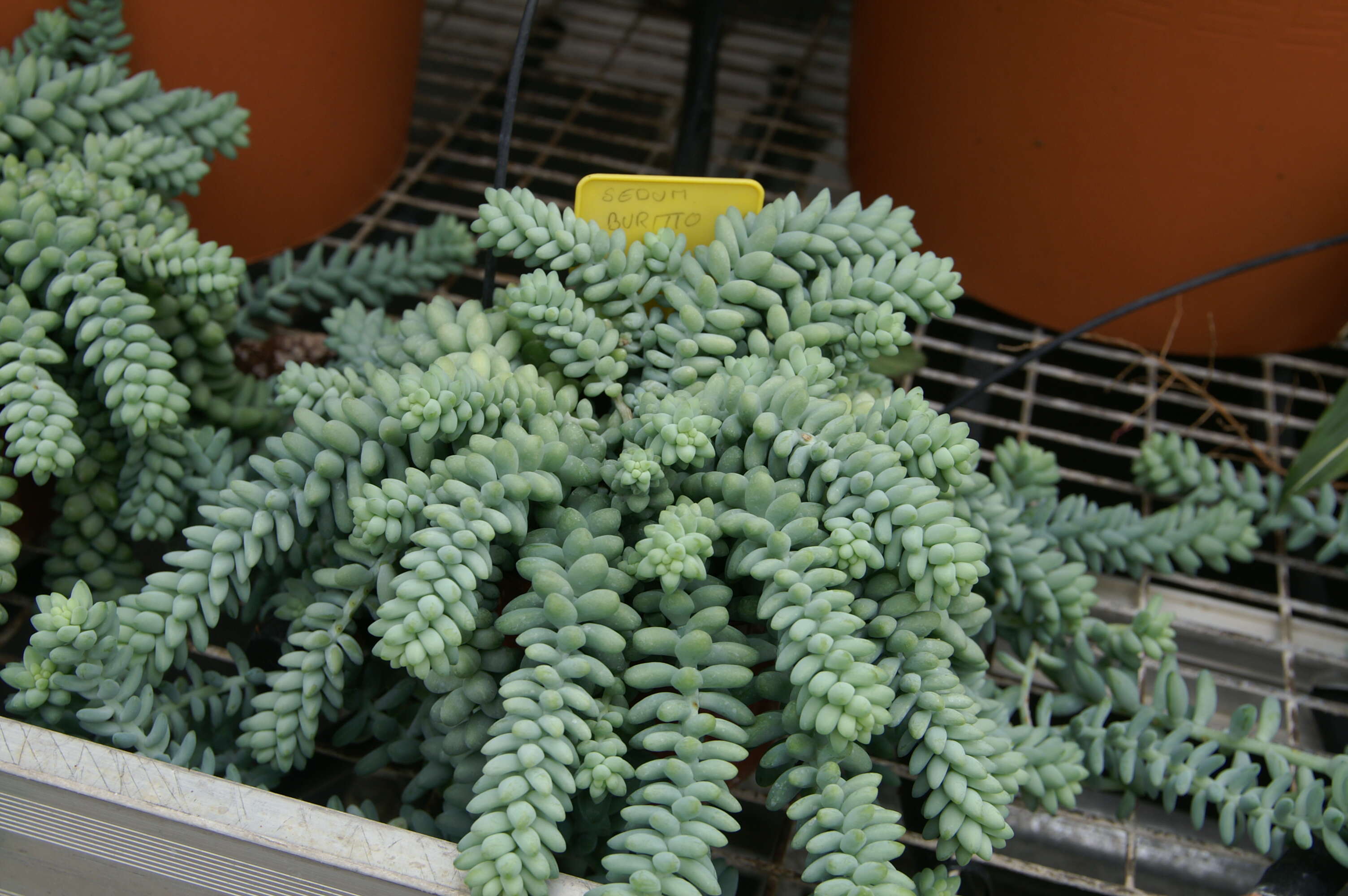 Image of Sedum morganianum Walther