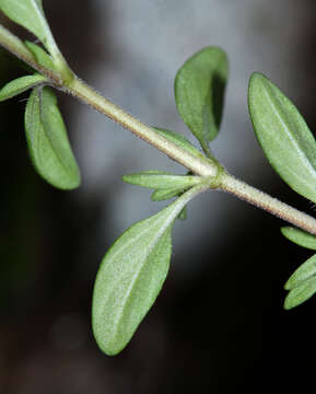 Image of Thymus japonicus (H. Hara) Kitag.