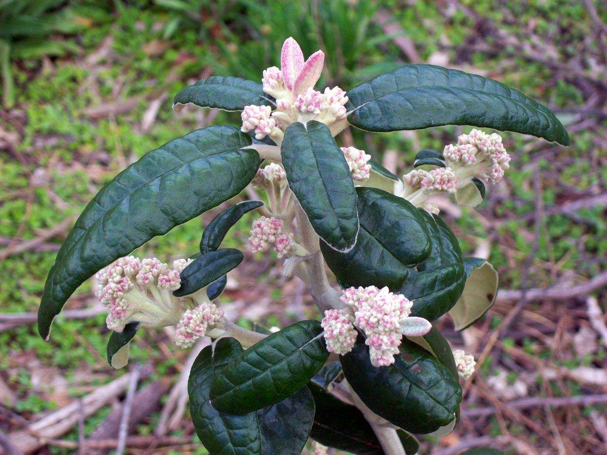 Olearia resmi