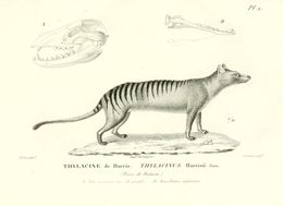 Image of thylacine