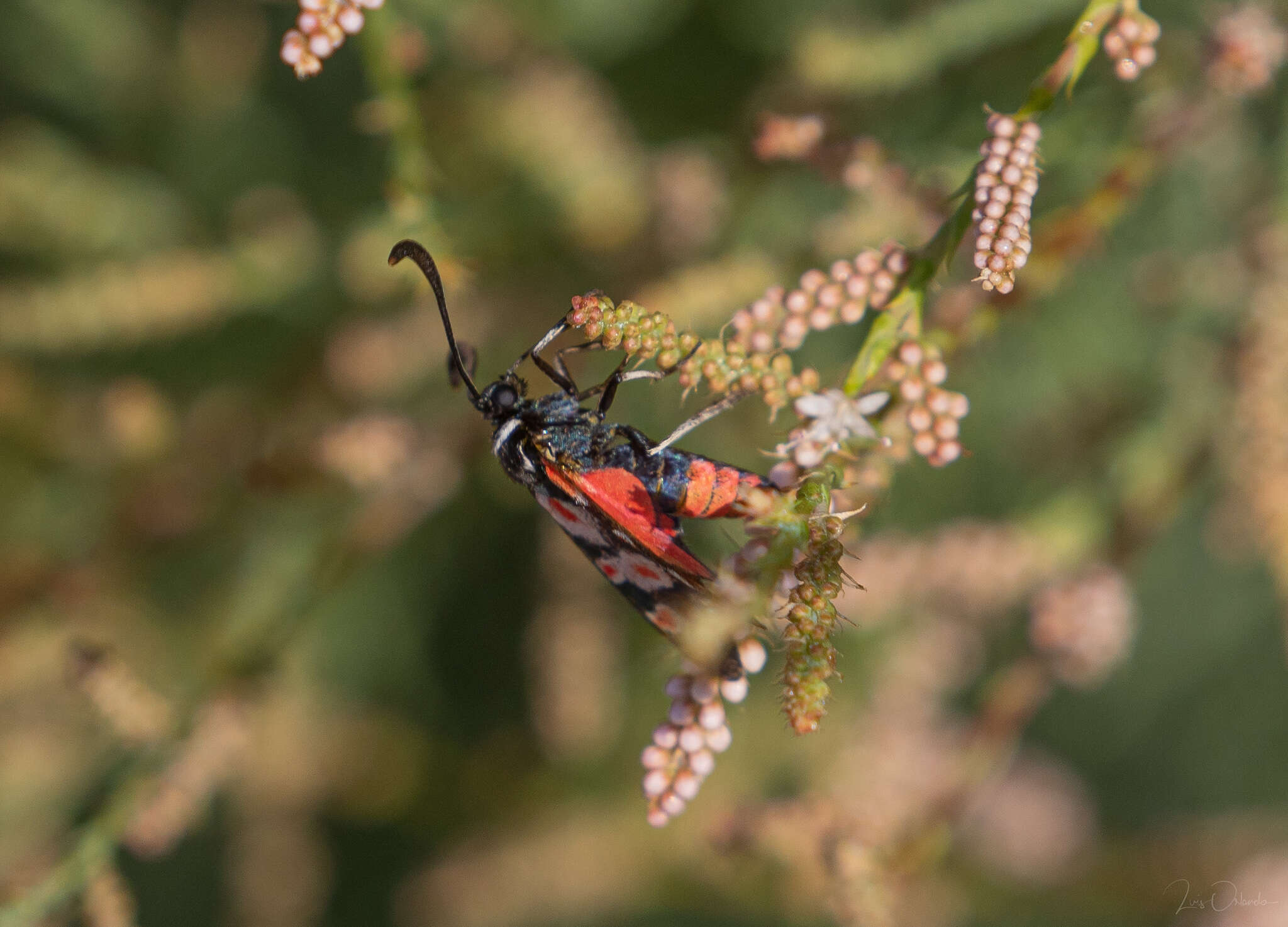 Plancia ëd Zygaena occitanica Villers 1789