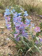 Imagem de Penstemon angustifolius Nutt. ex Pursh