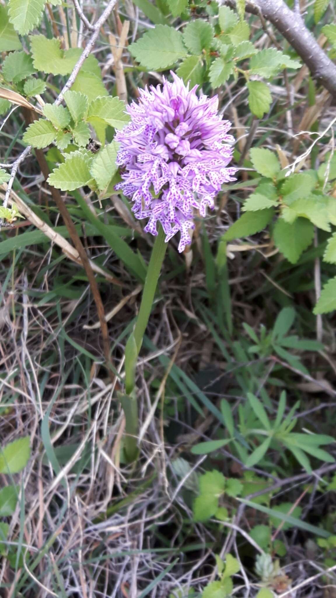 Image of Three-toothed orchid