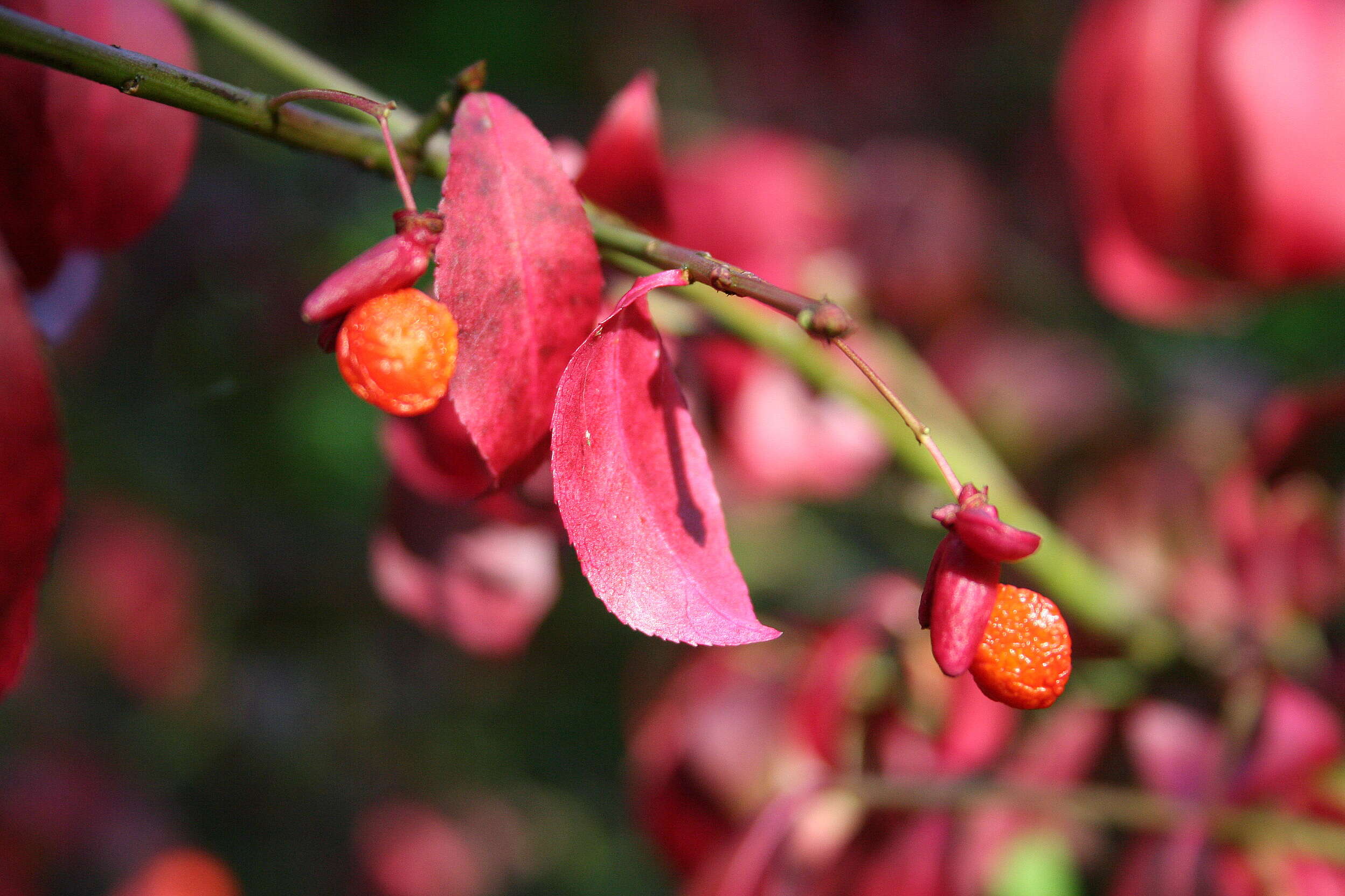 Image de Euonymus alatus (Thunb.) Siebold