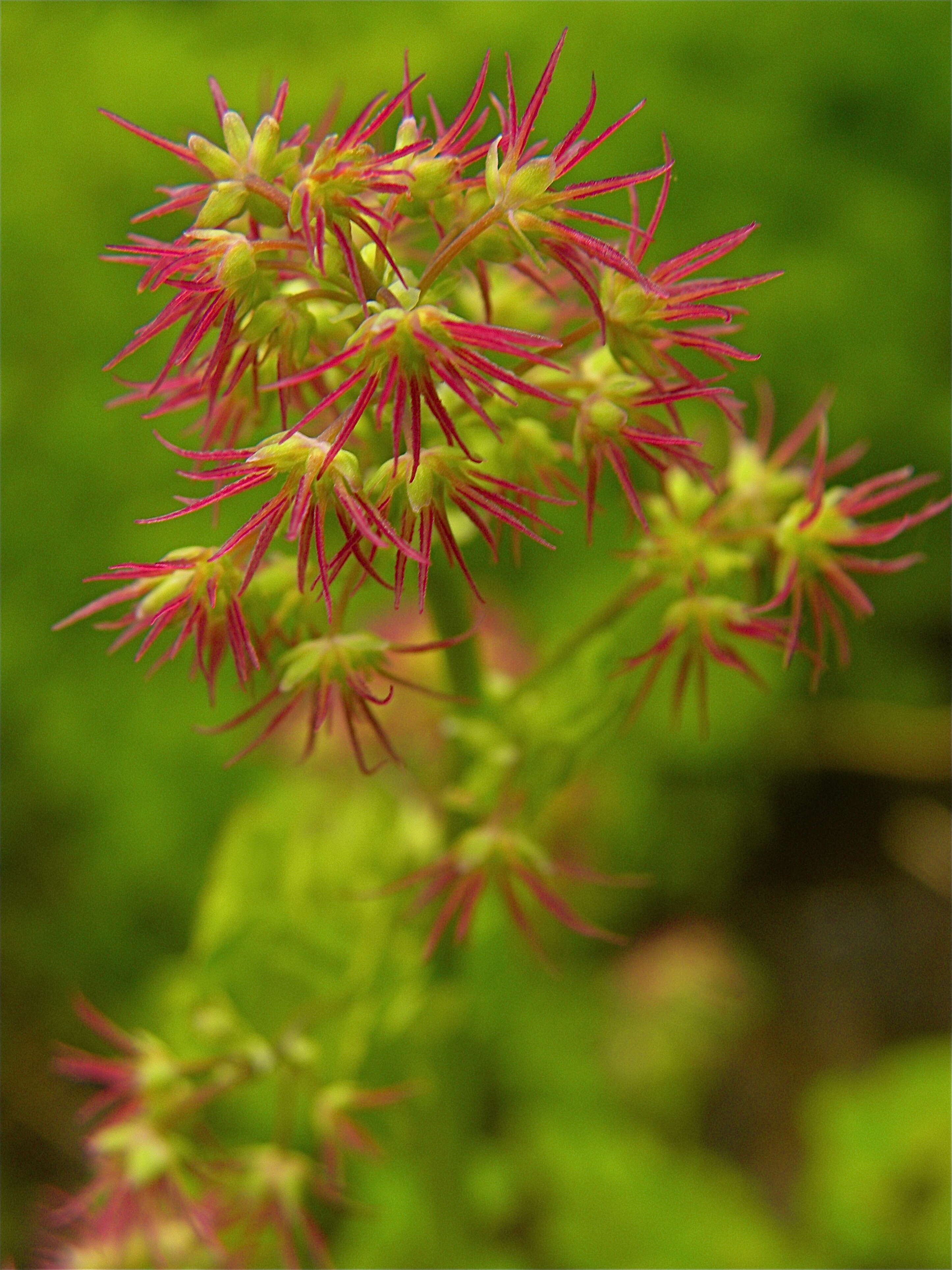 Image of western meadow-rue