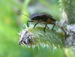 Image of Southern green stink bug