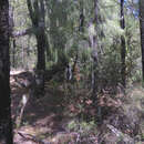 Image of Dracophyllum filifolium Hook. fil.