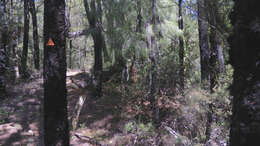 Image of Dracophyllum filifolium Hook. fil.