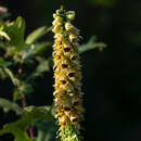 Imagem de Digitalis ferruginea subsp. schischkinii (Ivan.) Werner