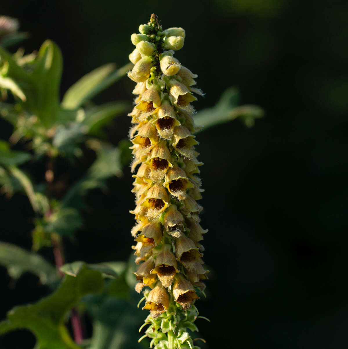 صورة Digitalis ferruginea subsp. schischkinii (Ivan.) Werner