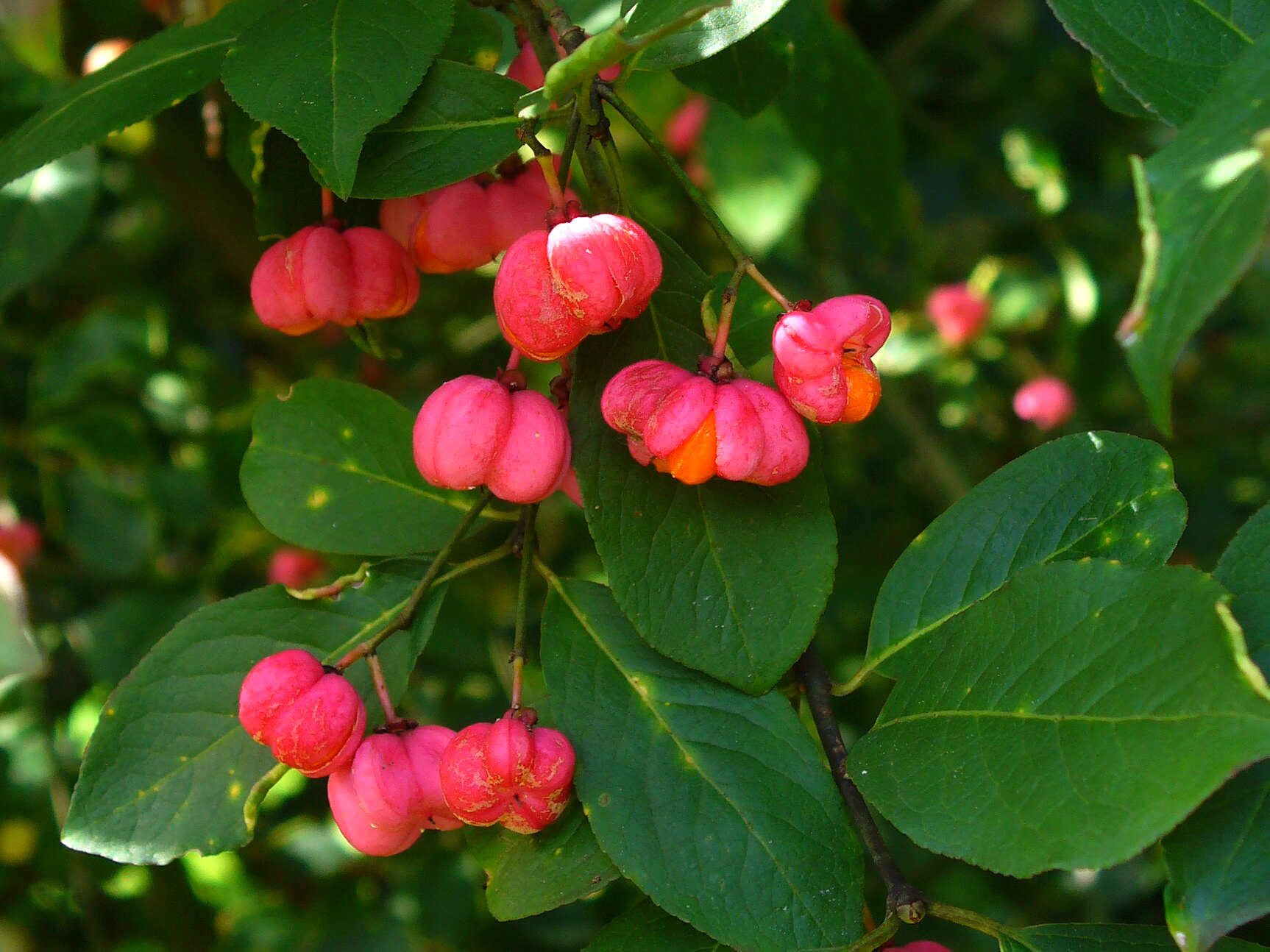 Image of Common spindle tree