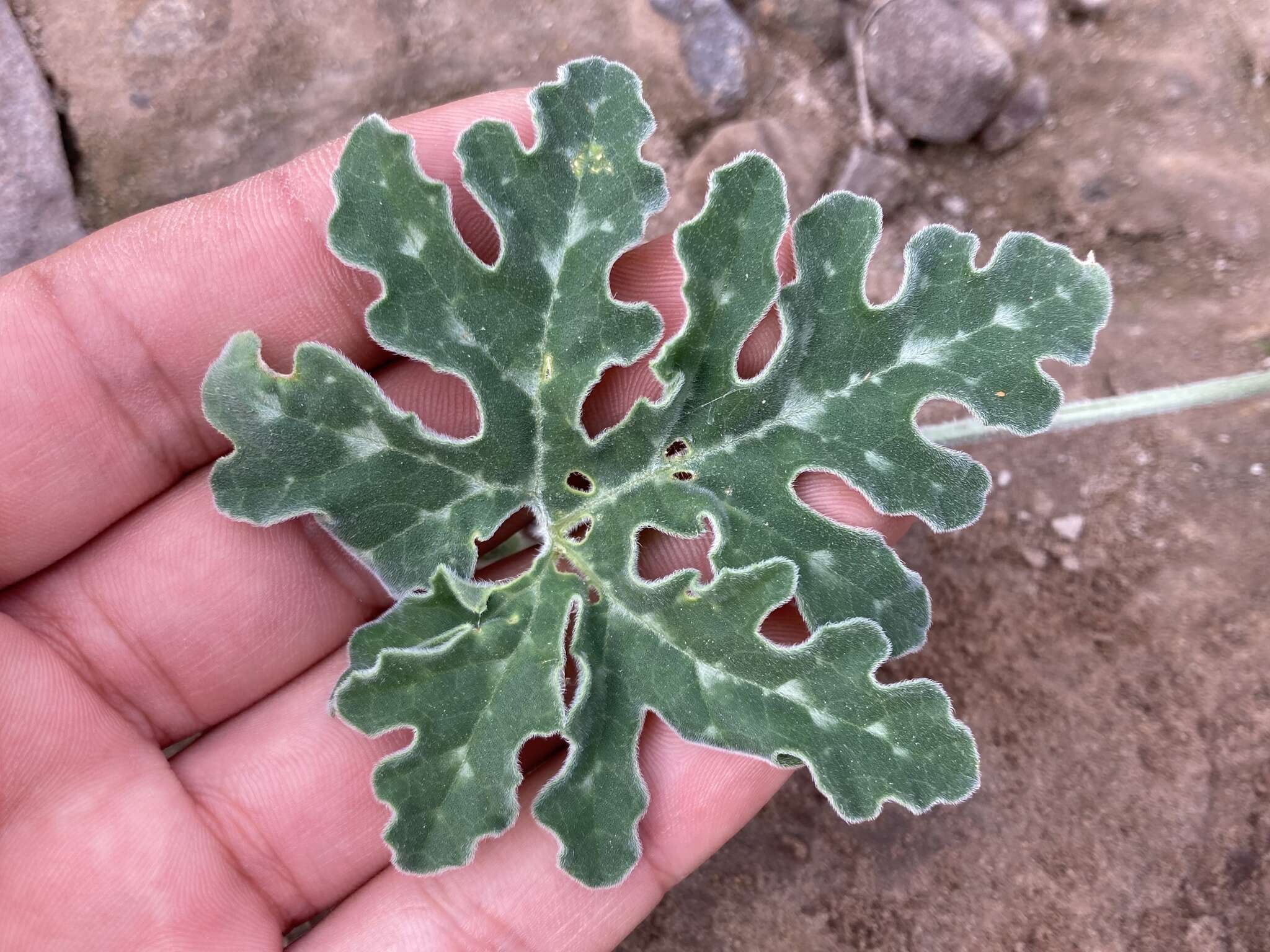 Image of Cucurbita cordata S. Watson