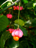 Image of Common spindle tree