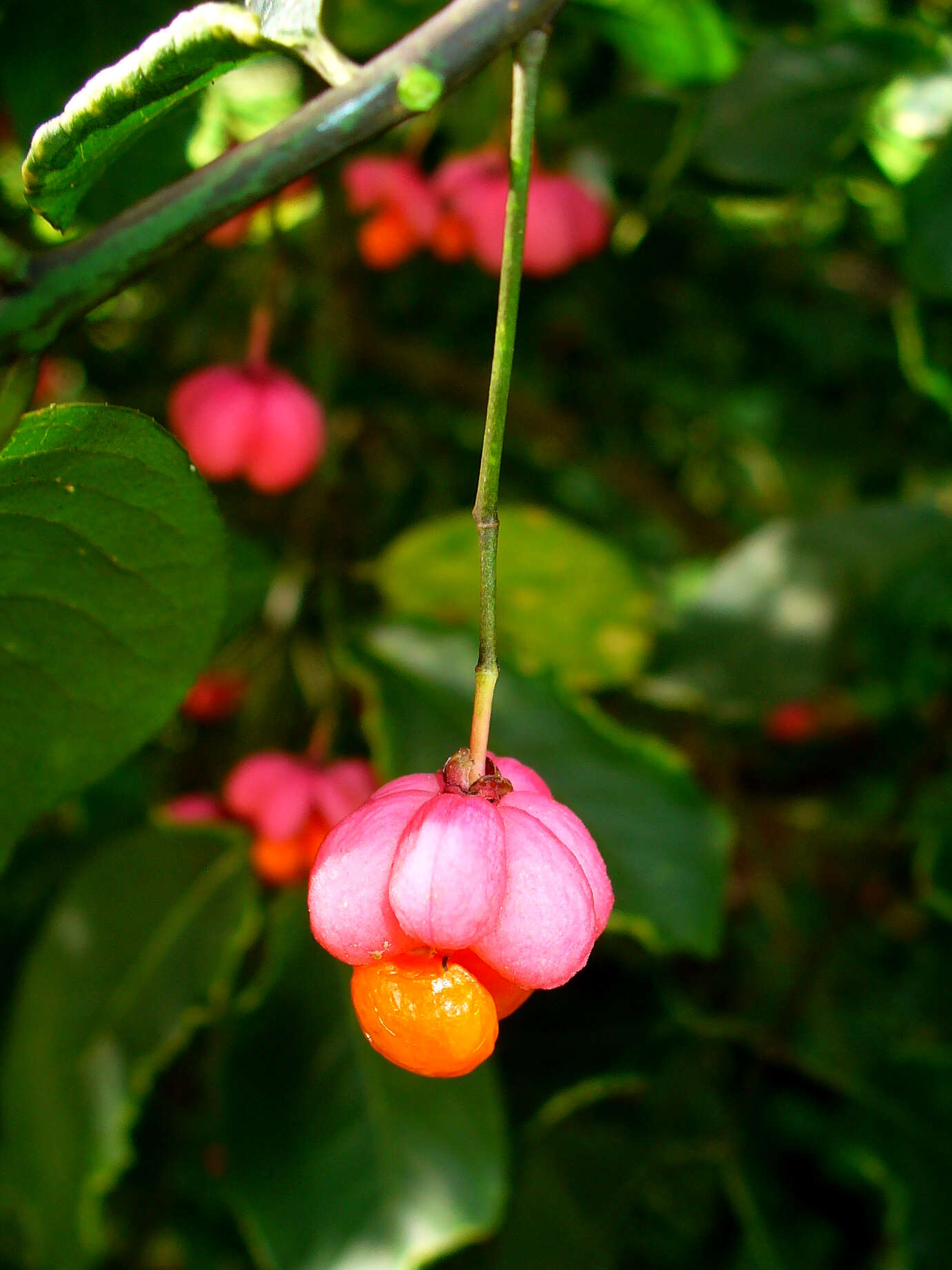 Image of Common spindle tree