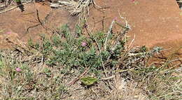 Image of <i>Tephrosia <i>capensis</i></i> var. capensis