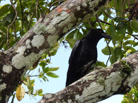 Imagem de Corvus leucognaphalus Daudin 1800