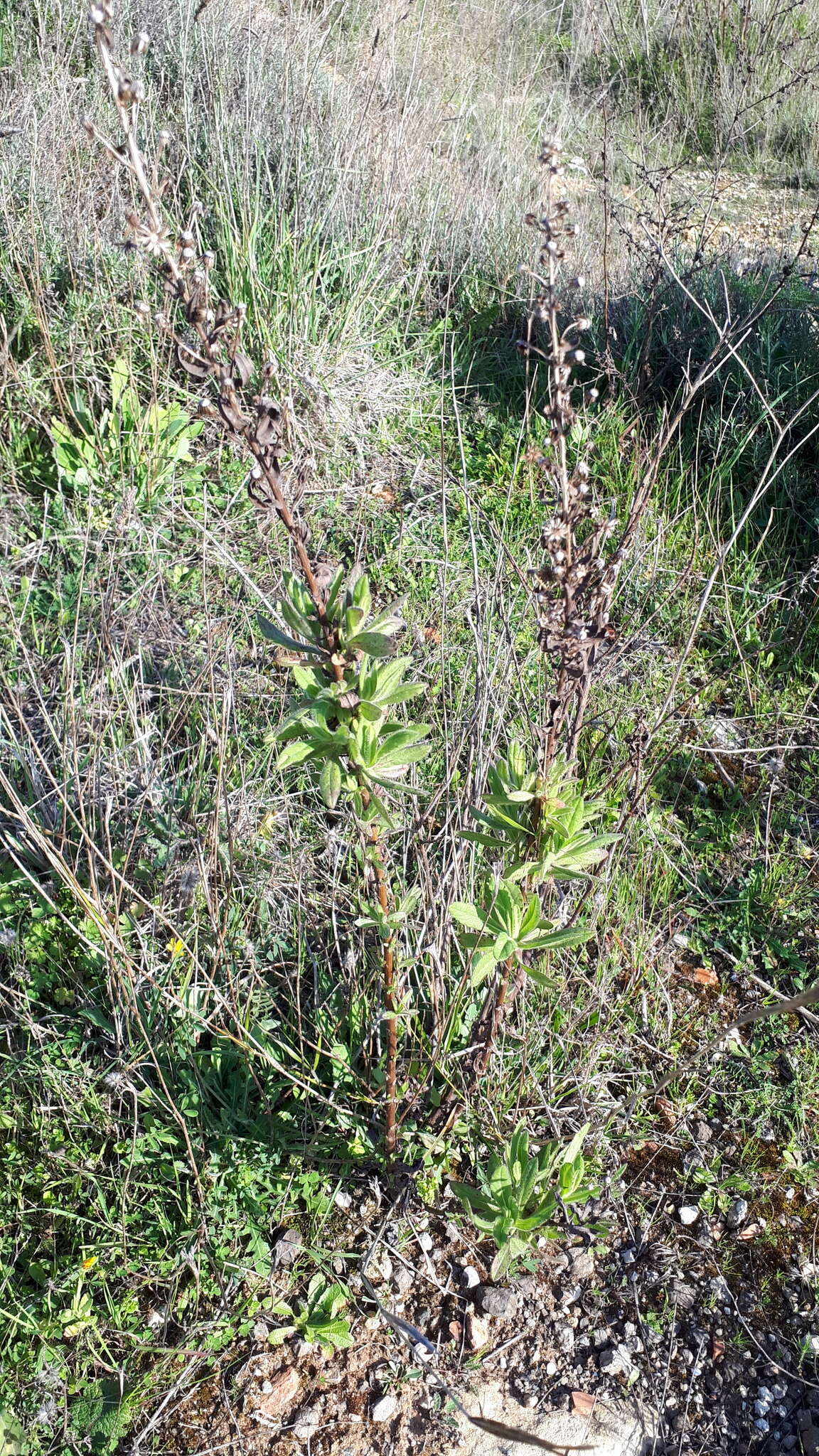 Image of Dittrichia viscosa subsp. viscosa