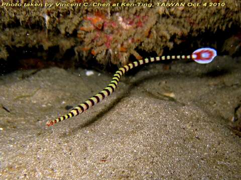 Image of banded pipefish