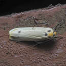 Image de Tigrioides puncticollis Butler 1877