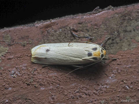 Image of Tigrioides puncticollis Butler 1877