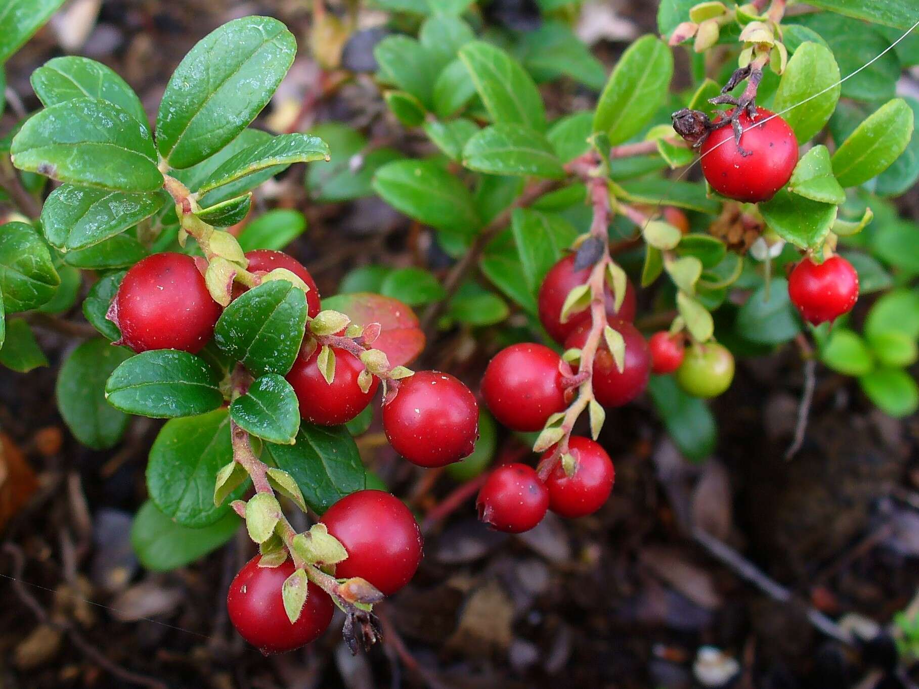 Image of lingonberry