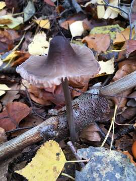 Image of Mycena polygramma (Bull.) Gray 1821