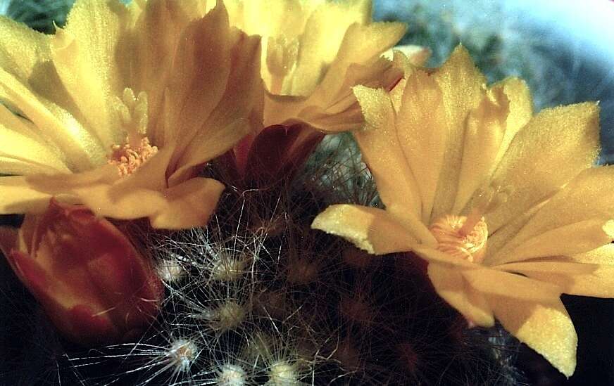 Image of Mammillaria baumii Boed.