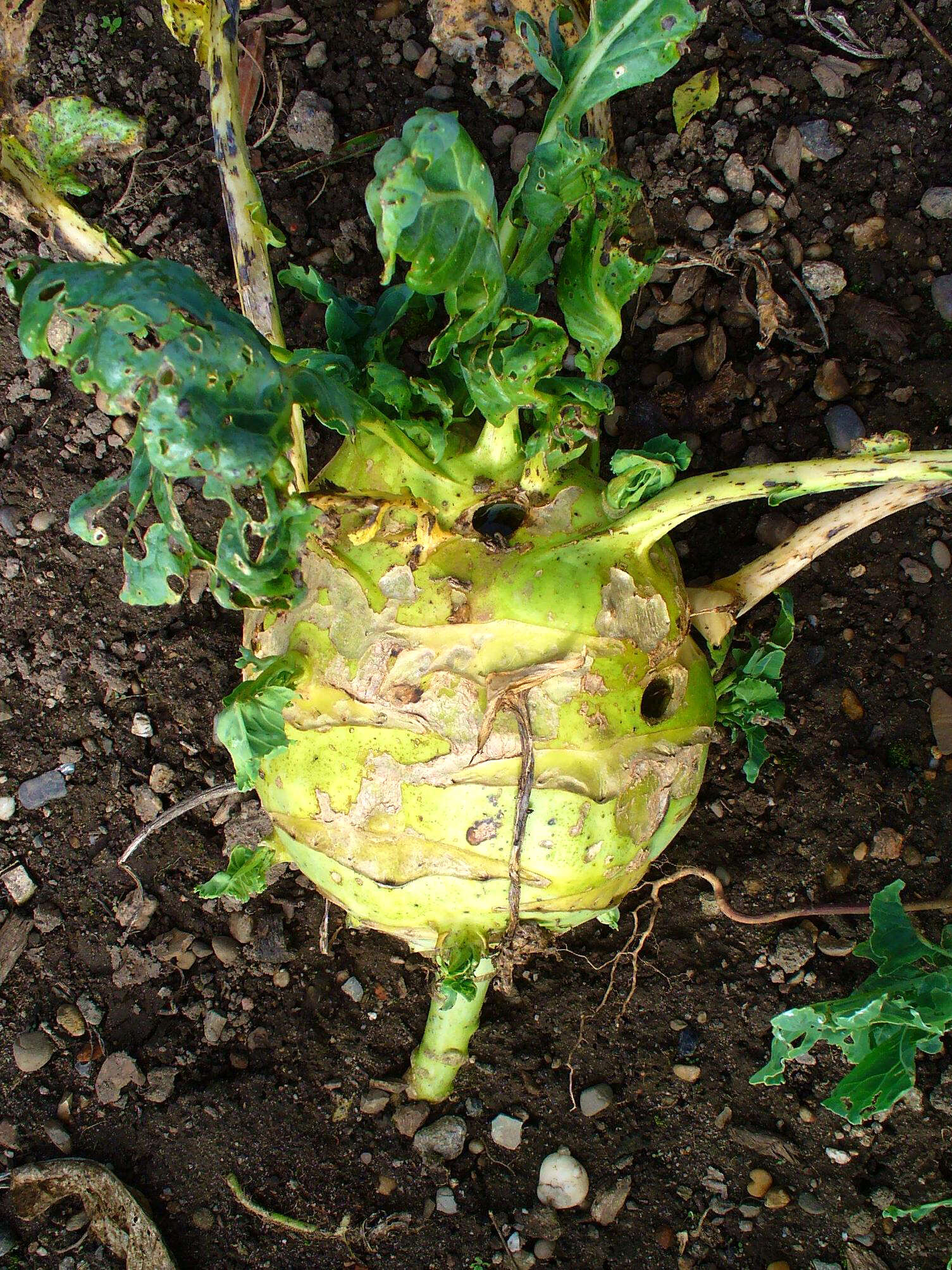 Image of kohlrabi