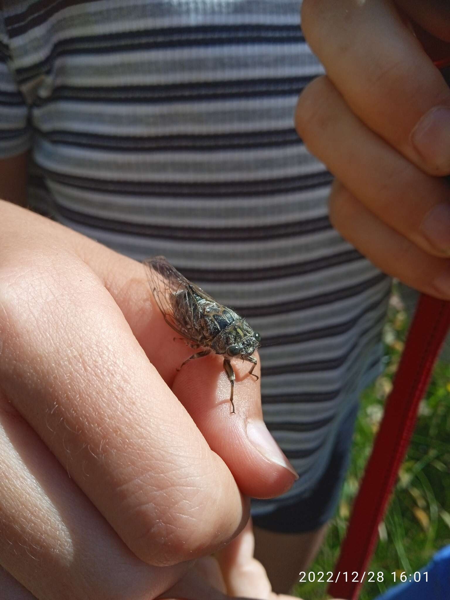 Image of chirping cicada