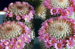 صورة Mammillaria zeilmanniana Boed.