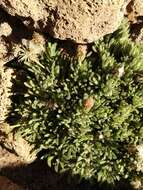 Plancia ëd Tetramolopium humile subsp. haleakalae T. K. Lowrey