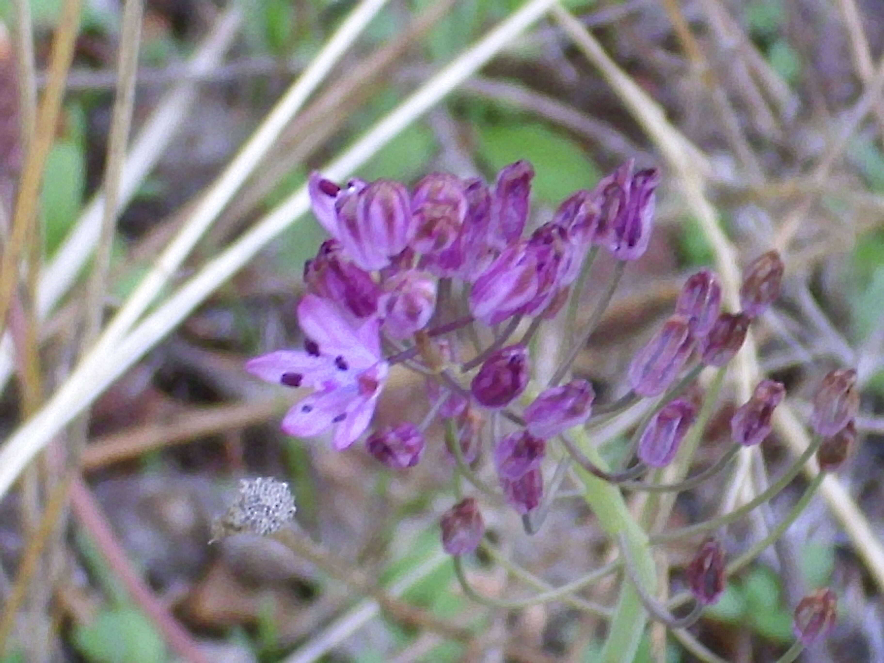 Image of autumn squill