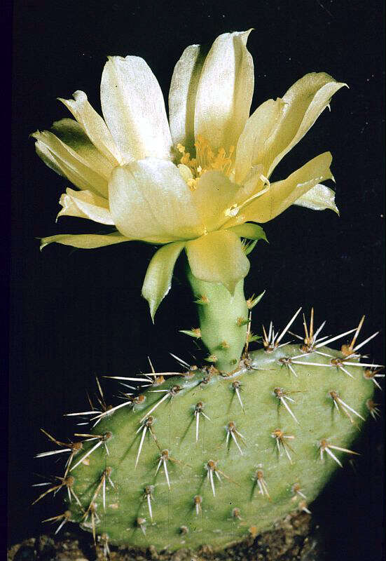 Image of Eastern Prickly Pear