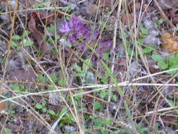 Image of autumn squill