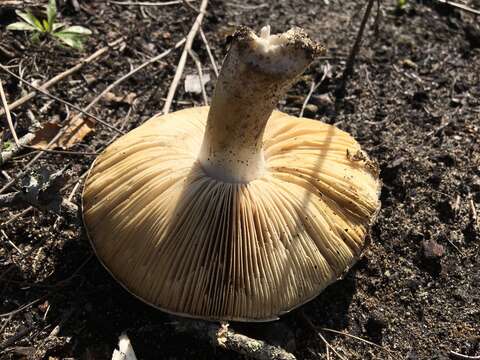 Plancia ëd Amanita smithiana Bas 1969